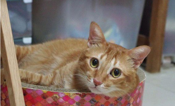 萌猫被内衣捕兽夹捉住 无奈在原地瞎奔走 萌猫被内衣捕兽夹捉住 无奈在原地瞎奔走