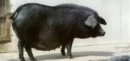 稳产有方!来自崇明岛的美味——沙乌头猪,可以这么养 稳产有方!来自崇明岛的美味——沙乌头猪,可以这么养