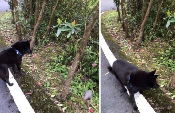 遇到了娇客！小黑和把拔爬上遇到超可爱穿山甲