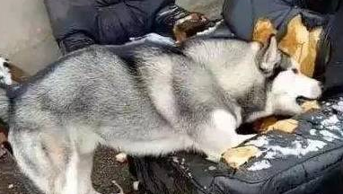 二哈拆家犯二,主人看到后彻底崩溃,使出各种绝技将二哈“封印” 二哈拆家犯二,主人看到后彻底崩溃,使出各种绝技将二哈“封印”