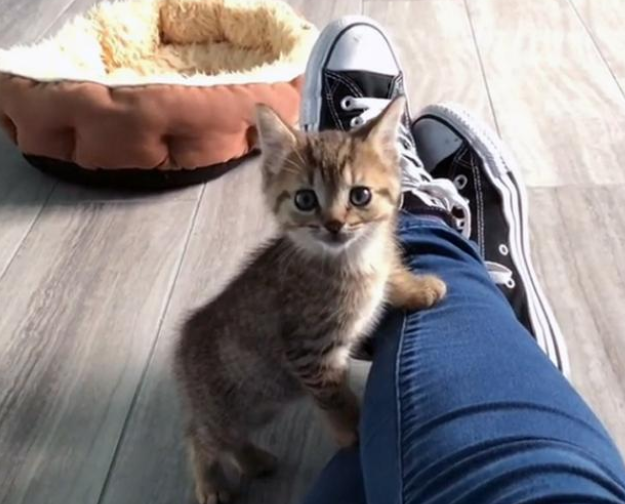 喂了一只流浪猫，它带着5只小猫上门求收养，猫：求您收下它们吧