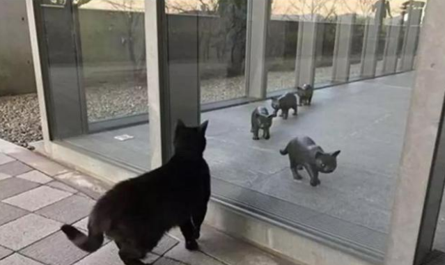 连续闯馆四年,黑猫对美术馆的执着没能感动保安大叔却捧红了自己 连续闯馆四年,黑猫对美术馆的执着没能感动保安大叔却捧红了自己