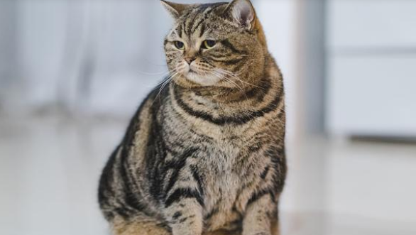 猫咪胖成猪，铲屎官让猫咪吃素，猫咪竟吃得很开心