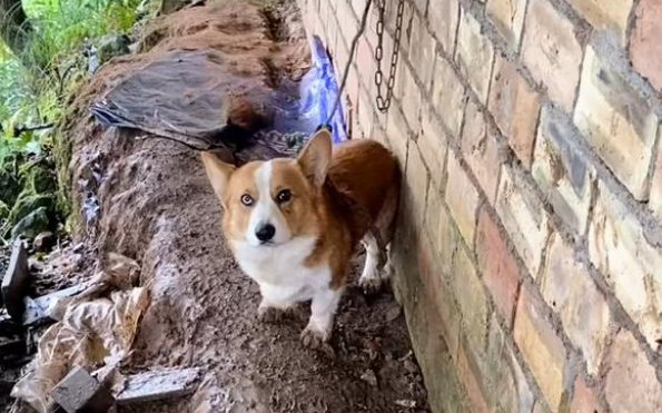 宠物版变形计，柯基犬走丢被带到山上守鸡，回家后秒变乖狗狗