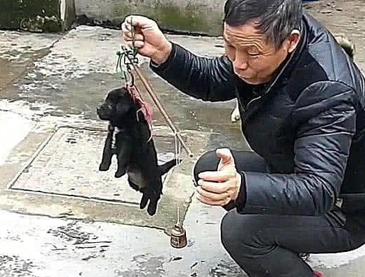 土狗意外怀孕,主人看不上难看,立即称斤卖,母犬气得直抬 土狗意外怀孕,主人看不上难看,立即称斤卖,母犬气得直抬