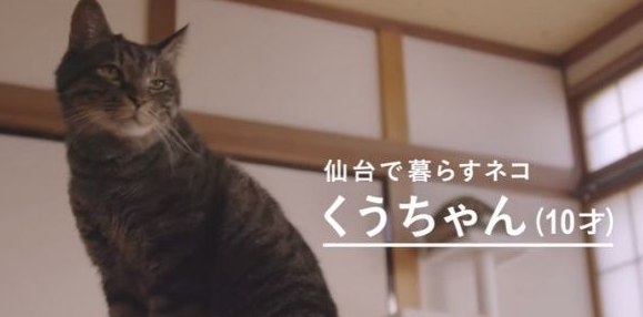 猫咪到底认得主人声音吗？答案在这支广告里