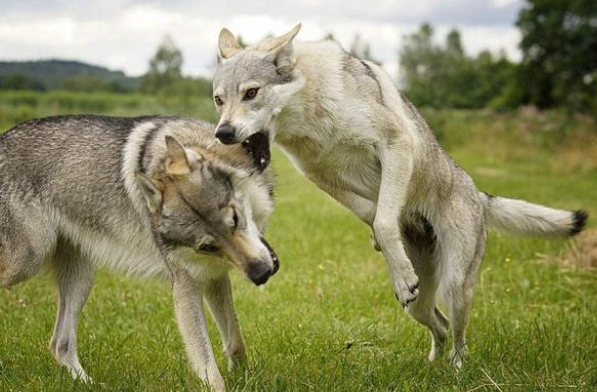 养捷克狼犬犯法吗
