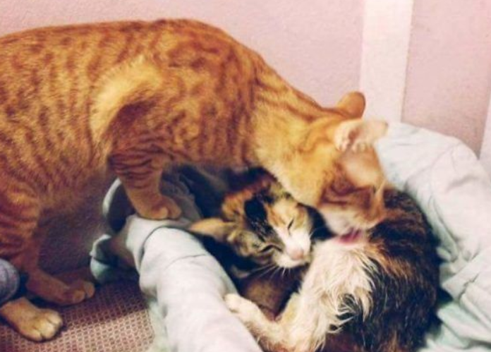模范猫爸全程陪产还帮忙带小孩 超暖心 模范猫爸全程陪产还帮忙带小孩 超暖心