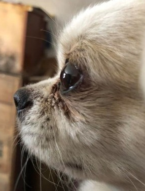 爱犬不相信主人离世 满眼泪水守老宅门前3天 爱犬不相信主人离世 满眼泪水守老宅门前3天
