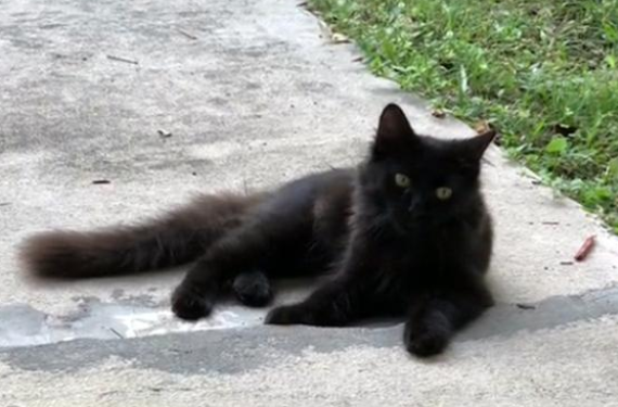 喂了一只流浪猫，它带着5只小猫上门求收养，猫：求您收下它们吧
