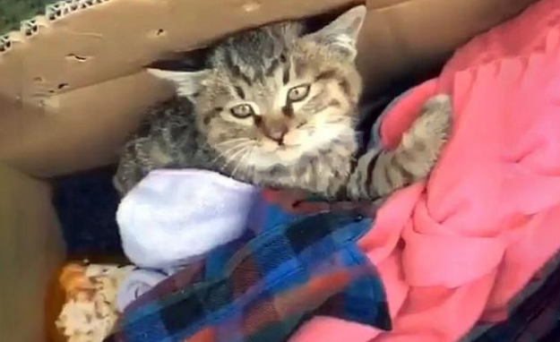 被人类伤害过的瘫痪猫，仅用三天时间，它就消除了对人的敌意