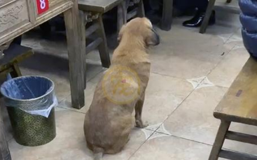 流浪老犬上门乞讨，面对食物不敢接受：我真的可以吃吗？