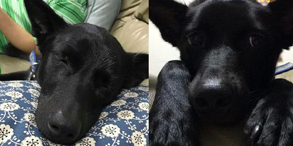 极力反对养狗 一年后从狗变成爸爸的掌上明珠