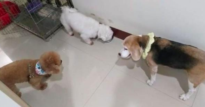 狗狗生病不可以站了，却仍然记住不可以随处排便，过世前还爬着上厕所