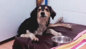 绝情主人让双目失明狗狗乞讨,过路人实在看不下去,自己掏钱带狗狗去医治 绝情主人让双目失明狗狗乞讨,过路人实在看不下去,自己掏钱带狗狗去医治