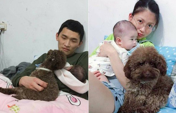 超级弟控贵宾犬 不容许任何人欺负弟弟 超级弟控贵宾犬 不容许任何人欺负弟弟