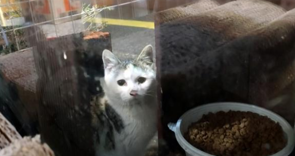 那只每天隔着窗户,偷看宠物猫的流浪猫,终于成为了家猫中的一员 那只每天隔着窗户,偷看宠物猫的流浪猫,终于成为了家猫中的一员