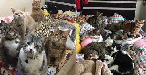 令主人哭笑不得 猫主子悠哉躺睡炒菜锅 令主人哭笑不得 猫主子悠哉躺睡炒菜锅