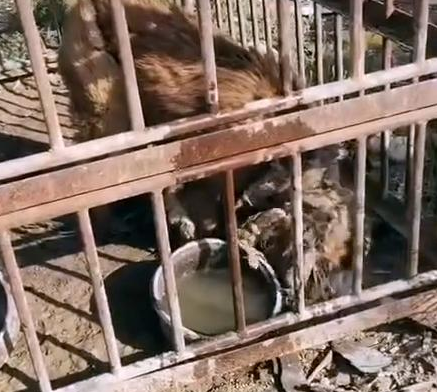 狗狗被关笼中丢到荒郊野岭,获救时,一口气吃了十几个馒头 狗狗被关笼中丢到荒郊野岭,获救时,一口气吃了十几个馒头