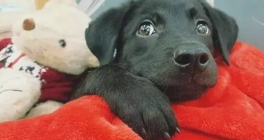 因找不着妈妈而抽泣，幼犬依偎小玩具娃娃，狂摇尾巴：是妈妈吗？
