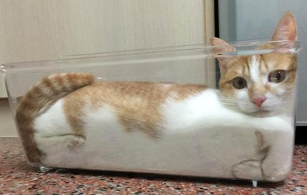 小橘猫被困柱子内，用声音求助，好心人合力营救