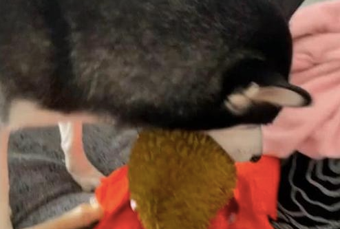 网友买的榴莲被哈士奇叼离开了,也不害怕扎嘴吗?二哈:好熟悉的味道