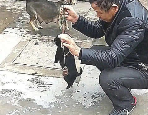 土狗意外怀孕,主人看不上难看,立即称斤卖,母犬气得直抬 土狗意外怀孕,主人看不上难看,立即称斤卖,母犬气得直抬