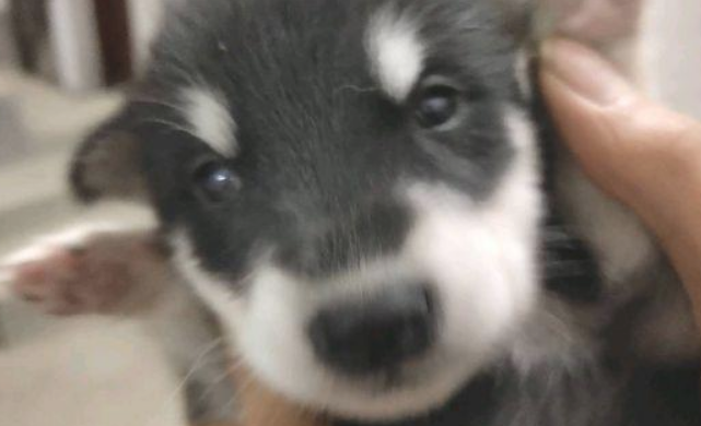 垃圾堆里捡到只刚生的流浪犬,外公养两月后,狗狗大变样