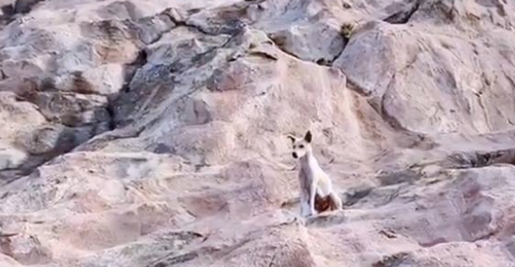 山中的流浪狗,靠登山者施舍艰难度日,费力讨好却没人愿意带走它