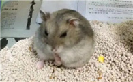 仓鼠疯狂刨浴沙是什么原因
