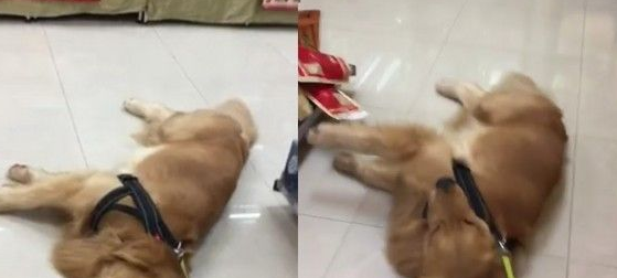 黄金猎犬帮超市免费拖地 拉着33公斤狗狗当拖把
