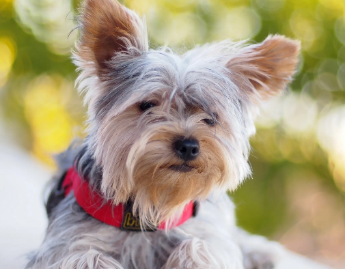 罗秦犬相似的狗 罗秦犬相似的狗
