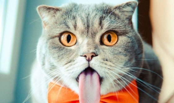 猫咪吃了异物后有什么表现症状 猫咪吃了异物后有什么表现症状