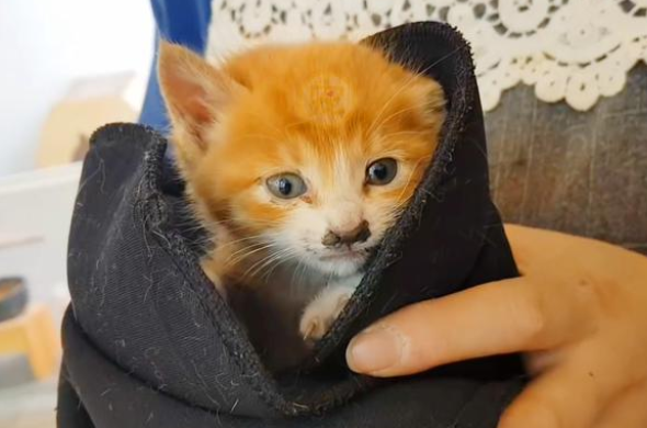 猫妈妈不知所踪，小橘猫抱着同伴身体取暖，不知它早已去了喵星