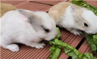 幼兔能吃蔬菜吗
