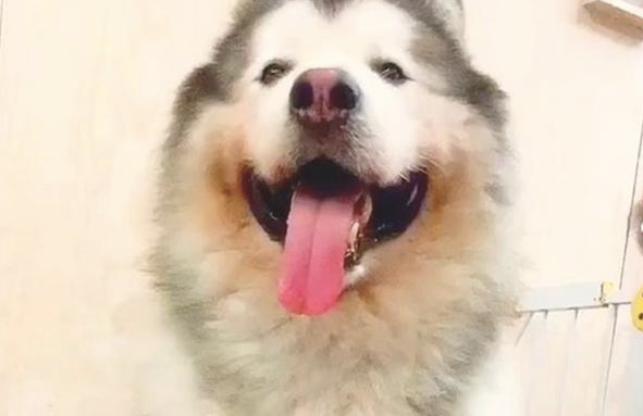 柴犬喜爱骑在小阿拉斯加手上,結果长大以后二只狗的人物角色就交换了!
