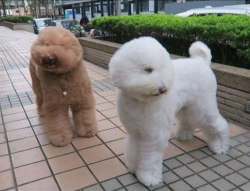 外边的风太大,贵宾犬的眼睛都被吹遮上了,狗:母亲我要回家! 外边的风太大,贵宾犬的眼睛都被吹遮上了,狗:母亲我要回家!