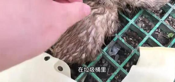 仓鼠店老板被迫养猫,直呼“我是卖仓许的啊!” 仓鼠店老板被迫养猫,直呼“我是卖仓许的啊!”