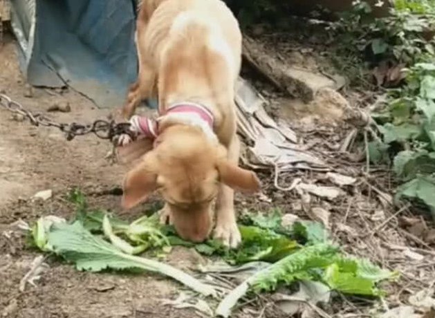 狗狗被拴在菜地看菜,现如今早已瘦骨嶙峋,见到吃菜一幕过路人辛酸 狗狗被拴在菜地看菜,现如今早已瘦骨嶙峋,见到吃菜一幕过路人辛酸