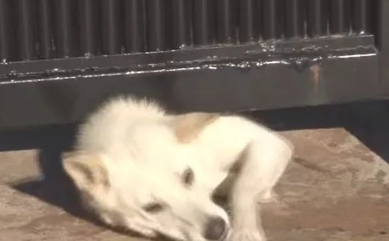 流浪狗坚持不懈“无耻”,每日要从门框中混脸熟,只以便要他人收留 流浪狗坚持不懈“无耻”,每日要从门框中混脸熟,只以便要他人收留