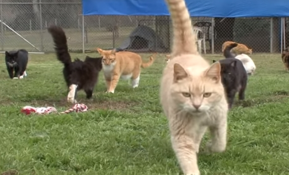 被700只猫咪包围是什么感觉？简直就是爱猫人的天堂