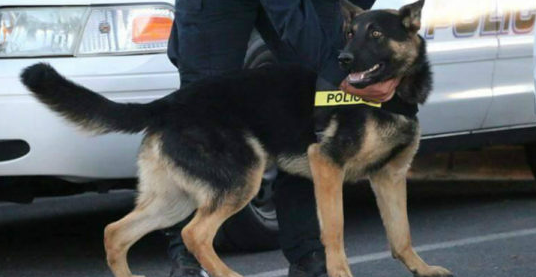 英勇警犬执行任务牺牲 致敬k9防弹背心以吊念