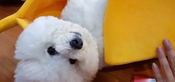 超萌的比熊犬爬进大香蕉休息 网友错认为是棉花 超萌的比熊犬爬进大香蕉休息 网友错认为是棉花