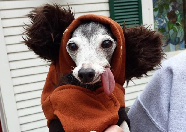 因口腔问题舌头耷拉却意外撞脸树懒，网友：这狗来自动画片？