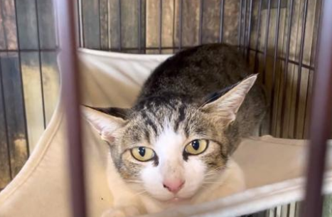 瘦弱的瘸腿猫妈妈，小猫却被它喂得胖乎乎，为了孩子主动投奔人类