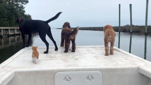 被狗狗带大的猫咪，画风逐渐“犬化”，天生不怕水酷爱游泳