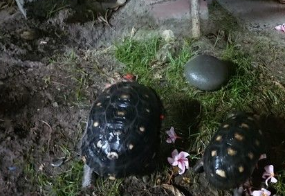 秃顶男子自备塑料袋偷龟 3天后龟龟神奇回家了 秃顶男子自备塑料袋偷龟 3天后龟龟神奇回家了