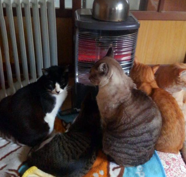 冬天猫咪十大取暖神器，据说集齐之后，可以召唤一大群喵星人！