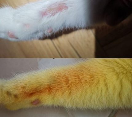 把猫咪全身染黄被网友大骂，主人只能发对比图：是为了治病！