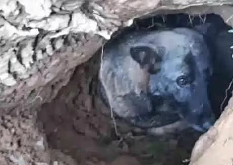 狗主人老奶奶过世后,半年后大家才发现,狗狗原来它从来都没离开过! 狗主人老奶奶过世后,半年后大家才发现,狗狗原来它从来都没离开过!